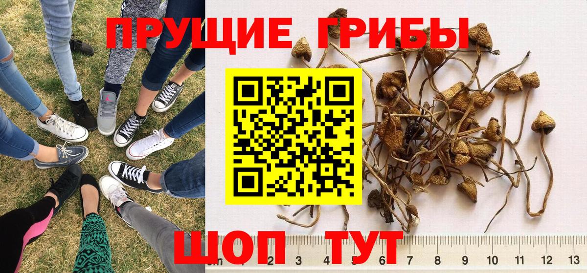 Фролово  Псилоцибиновые грибы MAGIC MUSHROOMS  как найти   Вход с VPN 